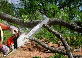 Best Tree Preservation Services  in Gulf Hills, MS